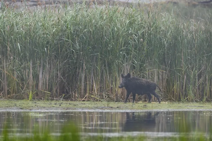 Framed Print : Wild boar (Sus scrofa) in front of a reed belt