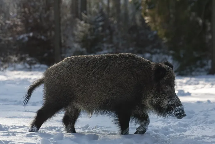 Framed Print : A wild boar (Sus scrofa) running across a snowy forest meadow Framed Print : A wild boar (Sus scrofa) running across a snowy forest meadow