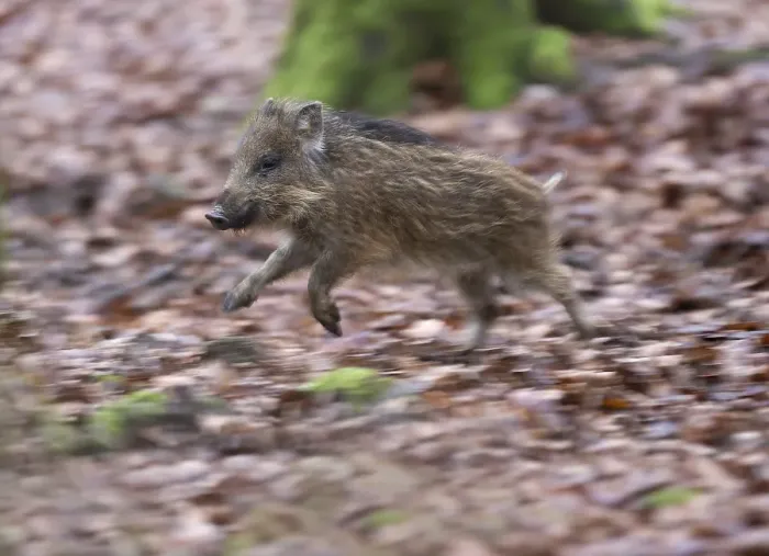 Framed Print : Wild boar (Sus scrofa), running young