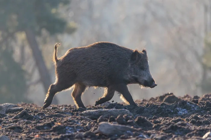 Framed Print : A wild boar (Sus scrofa), runs backlit by the sun across a clearing