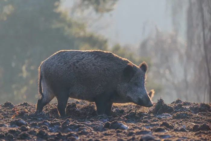 Framed Print : A wild boar (Sus scrofa), runs backlit by the sun across a clearing