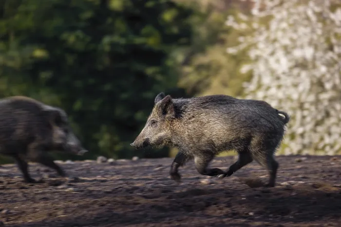 Framed Print : A wild boar (Sus scrofa) runs across a clearing