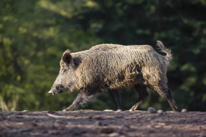 Framed Print : A wild boar (Sus scrofa) runs across a clearing