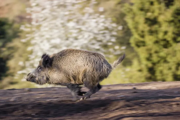 Framed Print : A wild boar (Sus scrofa) runs across a clearing Framed Print : A wild boar (Sus scrofa) runs across a clearing