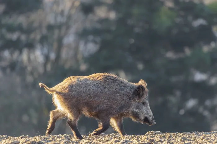 Framed Print : A wild boar (Sus scrofa) runs across a field against the light Framed Print : A wild boar (Sus scrofa) runs across a field against the light