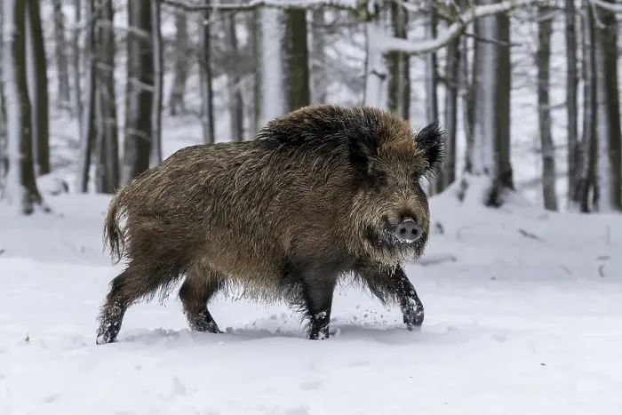 Framed Print : Wild boar (Sus scrofa) runs in the snow Framed Print : Wild boar (Sus scrofa) runs in the snow
