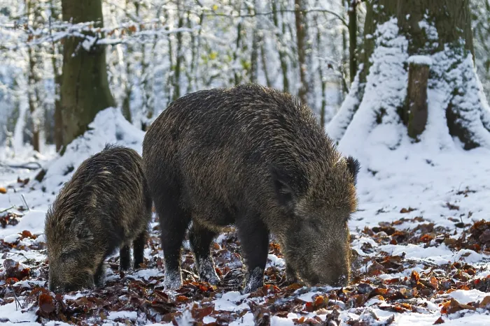 Framed Print : A wild boar (Sus scrofa) searches for food in the beech leaves with a young boar from the previous year