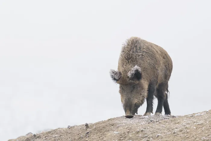 Framed Print : A wild boar (Sus scrofa) searches for food in a frozen field