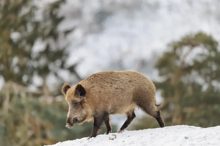 Framed Print : A wild boar (Sus scrofa) searches for food on a snow-covered hill