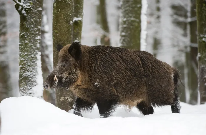 Framed Print : Wild boar (Sus scrofa) in the snow