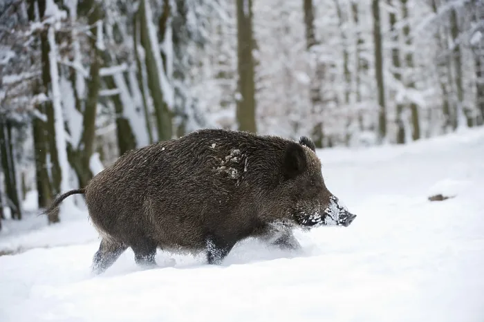 Framed Print : Wild boar (Sus scrofa) in the snow Framed Print : Wild boar (Sus scrofa) in the snow