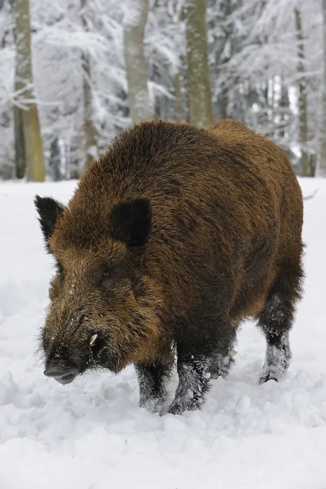 Framed Print : Wild Boar (Sus scrofa) in the snow