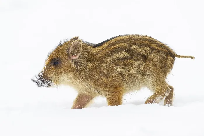 Framed Print : Wild boar (Sus scrofa) in the snow