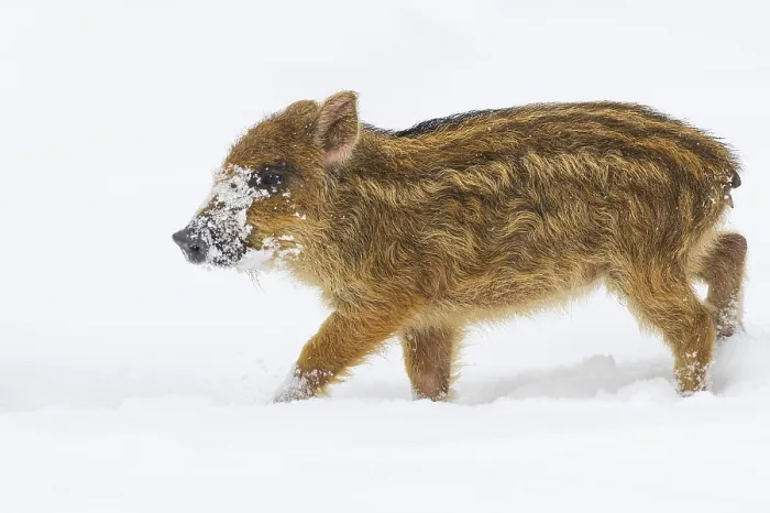 Framed Print : Wild boar (Sus scrofa) in the snow Framed Print : Wild boar (Sus scrofa) in the snow