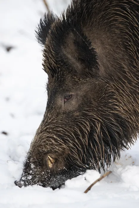 Framed Print : Wild boar (Sus scrofa) in the snow