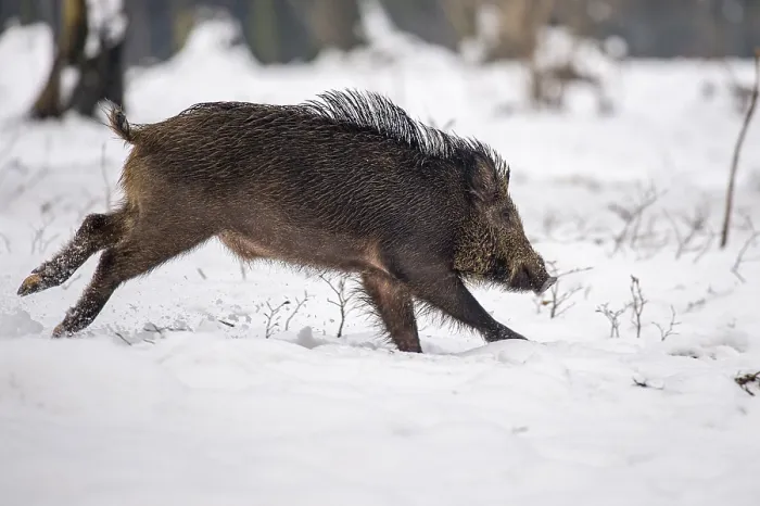 Framed Print : Wild boar (Sus scrofa) in the snow Framed Print : Wild boar (Sus scrofa) in the snow