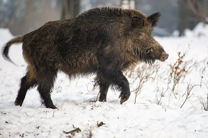 Framed Print : Wild boar (Sus scrofa) in the snow