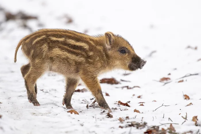 Framed Print : Wild boar (Sus scrofa) in the snow Framed Print : Wild boar (Sus scrofa) in the snow