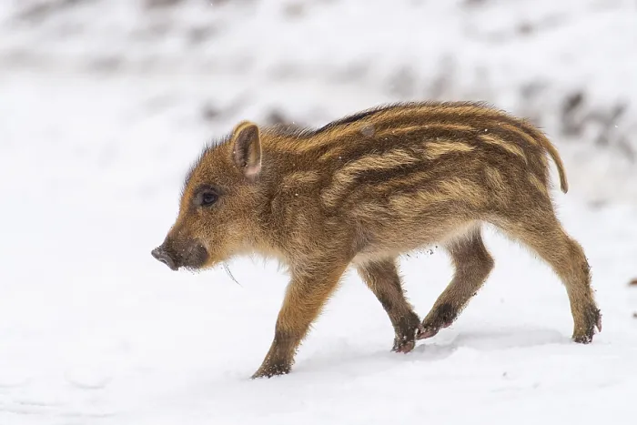Framed Print : Wild boar (Sus scrofa) in the snow