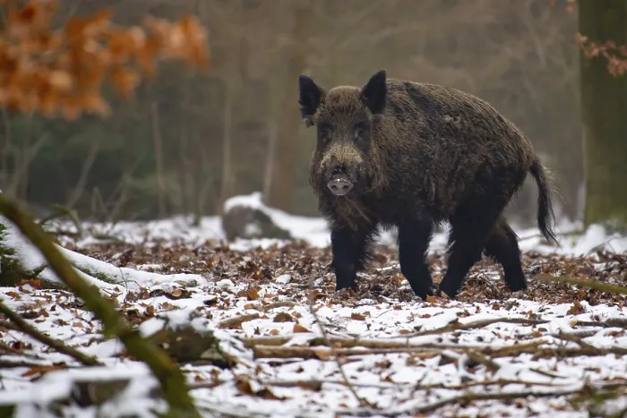 Framed Print : Wild boar (Sus scrofa) in the snow Framed Print : Wild boar (Sus scrofa) in the snow