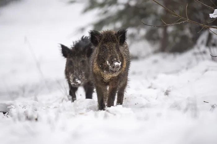 Framed Print : Wild boar (Sus scrofa) in the snow Framed Print : Wild boar (Sus scrofa) in the snow
