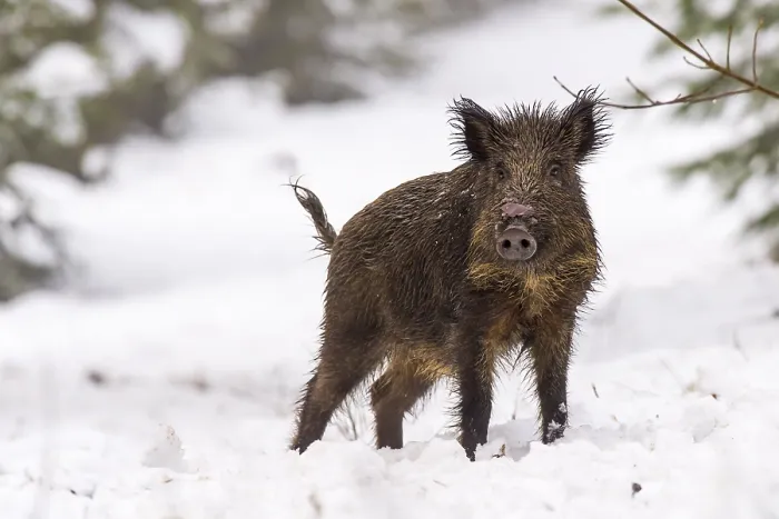 Framed Print : Wild boar (Sus scrofa) in the snow Framed Print : Wild boar (Sus scrofa) in the snow