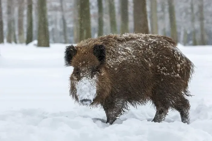 Framed Print : Wild boar (Sus scrofa) in the snow at the edge of the forest