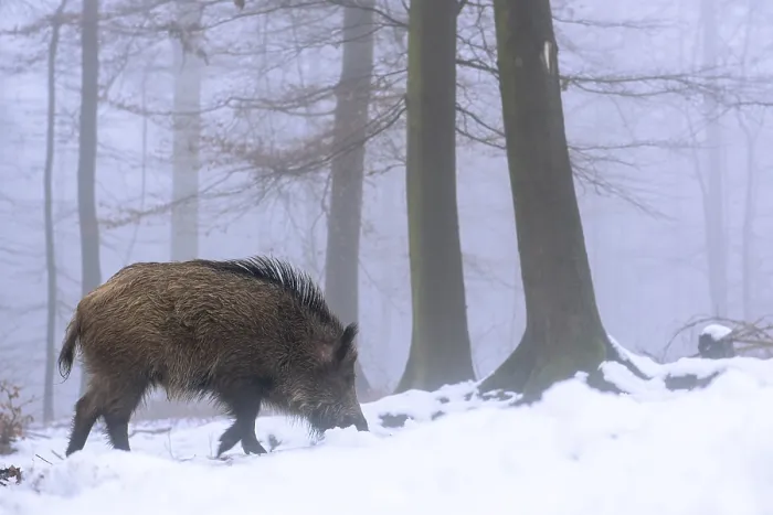 Framed Print : Wild boar (Sus scrofa) in the snow in a wintery forest