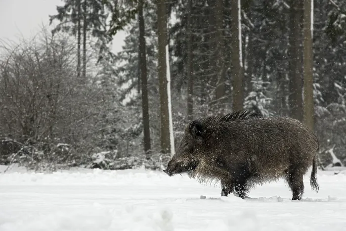 Framed Print : Wild boar (Sus scrofa) in the snowfall on a snow-covered forest meadow