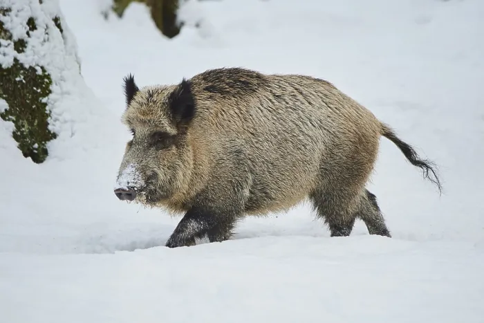 Framed Print : Wild boar (Sus scrofa) in a snowy forest in winter