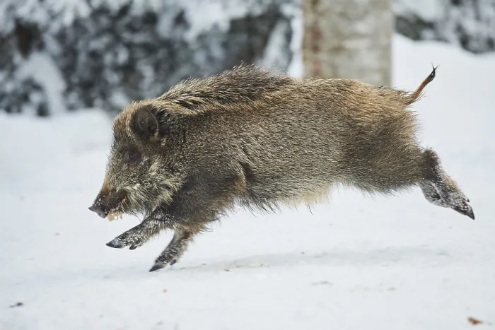 Framed Print : Wild boar (Sus scrofa) in a snowy forest in winter