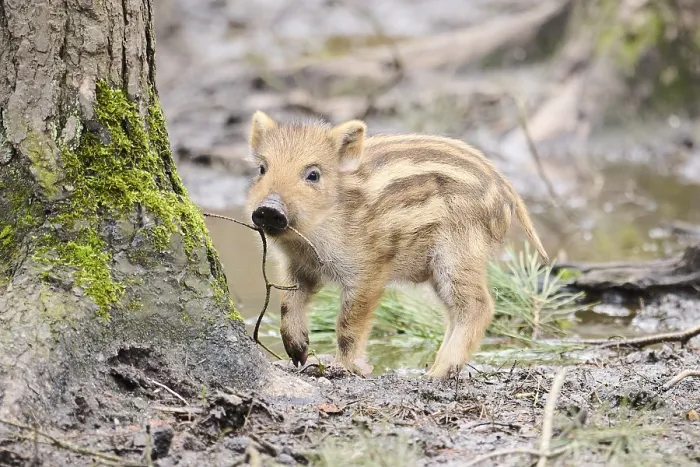 Framed Print : Wild boar (Sus scrofa) squeaker in a forest