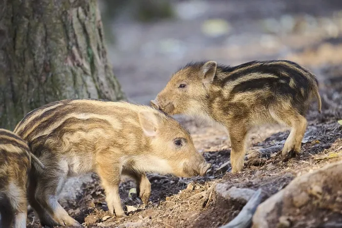 Framed Print : Wild boar (Sus scrofa) squeakers playing in a forest Framed Print : Wild boar (Sus scrofa) squeakers playing in a forest