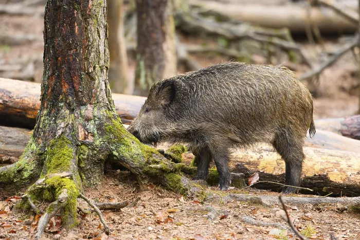 Framed Print : Wild boar (Sus scrofa) standing in a forest