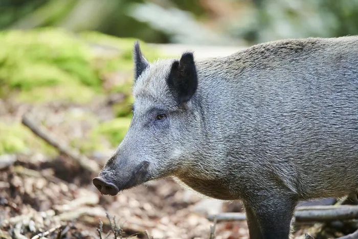 Framed Print : Wild boar (Sus scrofa) standing in a forest Framed Print : Wild boar (Sus scrofa) standing in a forest