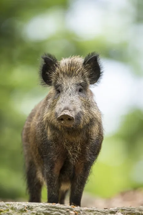 Framed Print : Wild boar (Sus scrofa) standing in a forest