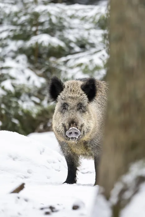 Framed Print : Wild boar (Sus scrofa) standing in a forest in winter Framed Print : Wild boar (Sus scrofa) standing in a forest in winter
