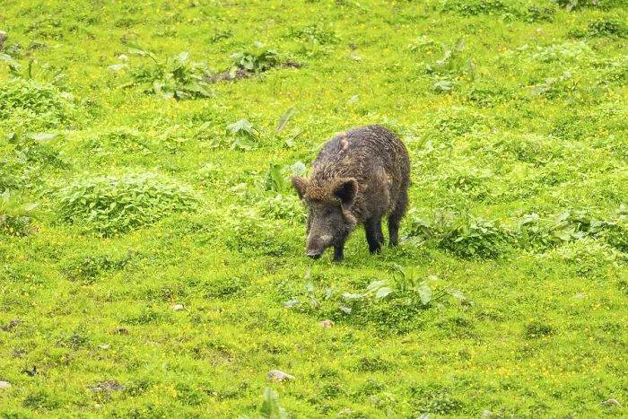 Framed Print : Wild Boar (Sus scrofa) standing on a meadow