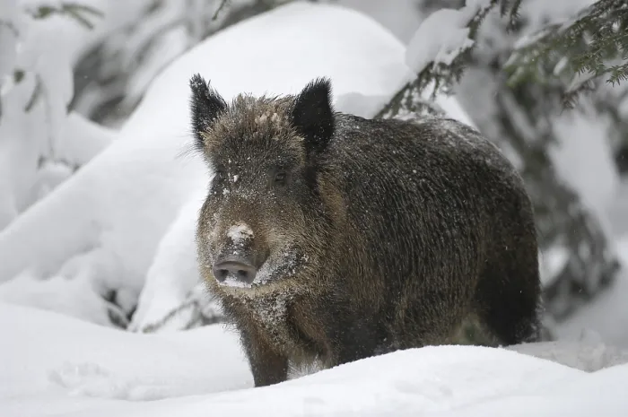 Framed Print : Wild boar (Sus scrofa) standing in the snow