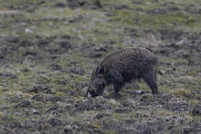 Framed Print : While the wild boar (Sus scrofa) stirs up the ground in search of food