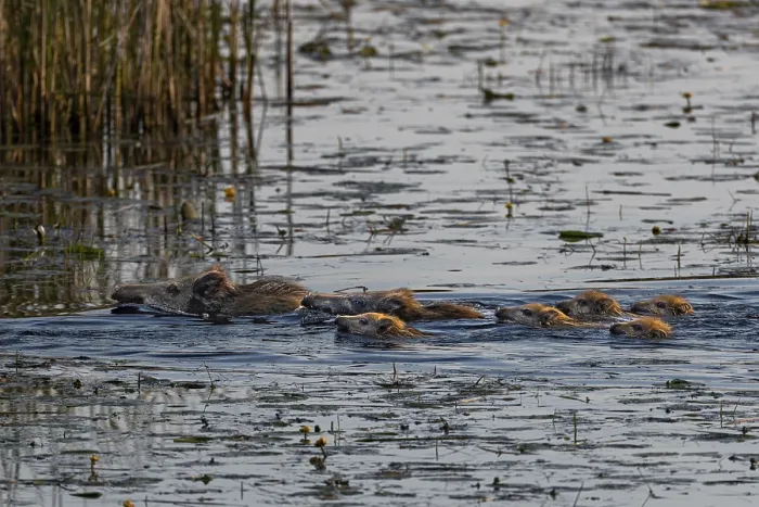 Framed Print : Two wild boar (Sus scrofa) swimming with their young through a pond