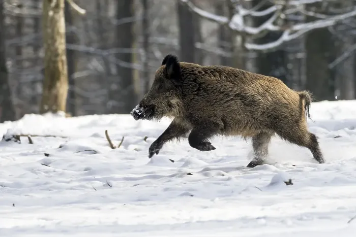 Framed Print : Wild boar (Sus scrofa), tusker runs in the snow
