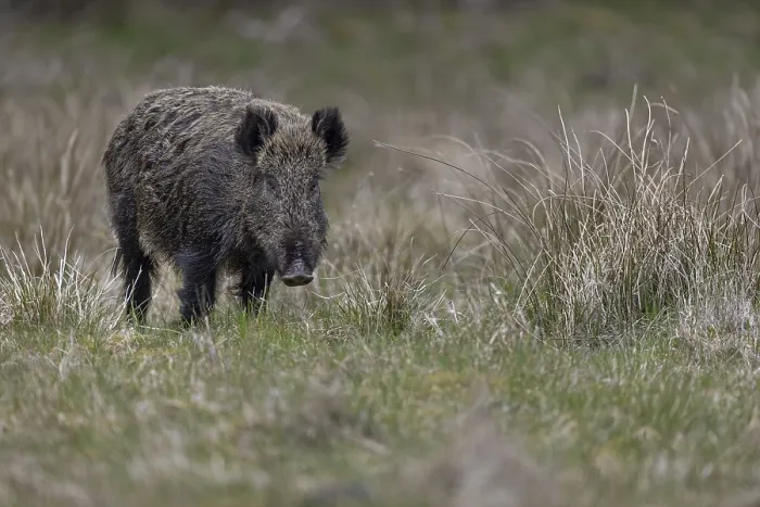 Framed Print : The wild boar (Sus scrofa) has visibly calmed down and looks relaxed
