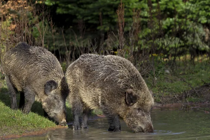 Framed Print : Two wild boar (Sus scrofa) visit a small pond in the forest in the late afternoon to drink Framed Print : Two wild boar (Sus scrofa) visit a small pond in the forest in the late afternoon to drink