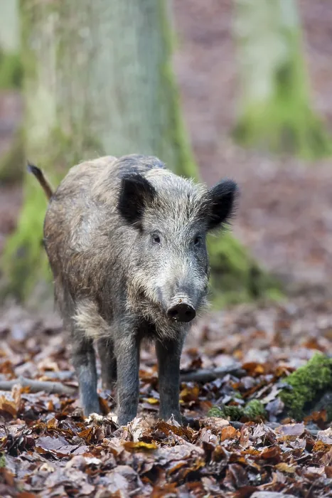 Framed Print : Wild Boar (Sus scrofa), Vulkan Eifel region Framed Print : Wild Boar (Sus scrofa), Vulkan Eifel region