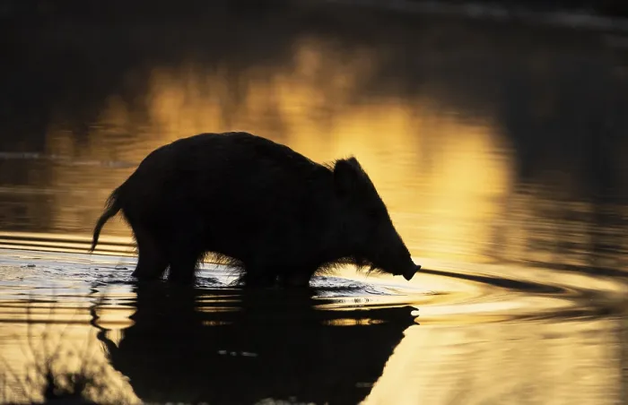 Framed Print : Wild boar (Sus scrofa), water, morning light