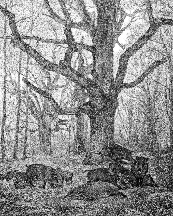 Framed Print : Wild boar (Sus scrofa), also wild boar or Eurasian wild boar Framed Print : Wild boar (Sus scrofa), also wild boar or Eurasian wild boar