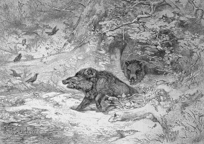 Framed Print : Wild boar (Sus scrofa), also the wild boar or Eurasian wild boar in a forest in Austria Framed Print : Wild boar (Sus scrofa), also the wild boar or Eurasian wild boar in a forest in Austria