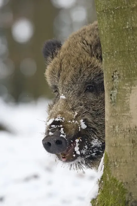 Framed Print : Wild boar (Sus scrofa) in the winter