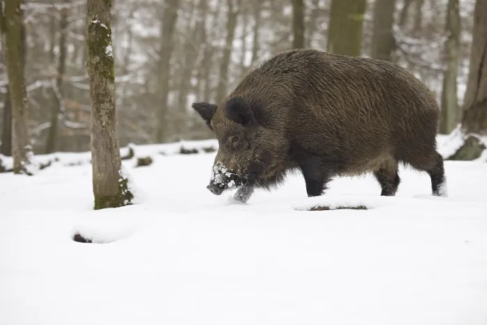 Framed Print : Wild boar (Sus scrofa) in winter